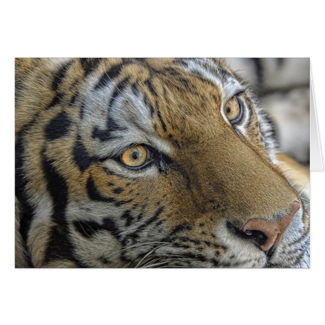 Tiger Eyes (Voorkant Horizontaal)