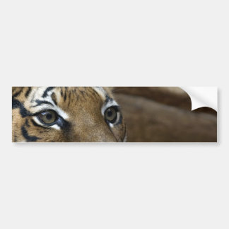 Tiger Eyes Bumpersticker