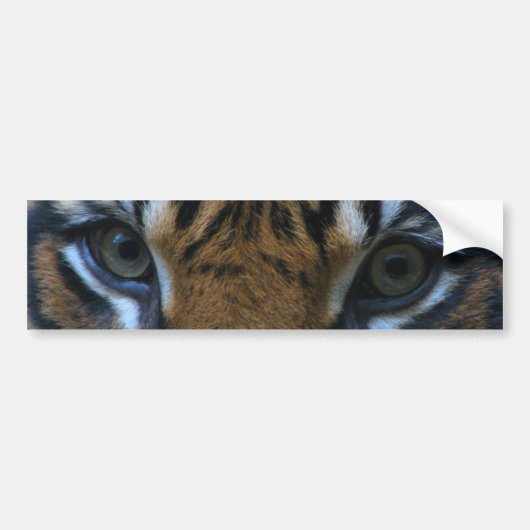 Tiger eyes bumpersticker (Voorkant)
