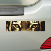 Tiger Eyes Wild Animal Foto's Bumperstickers (Op auto)