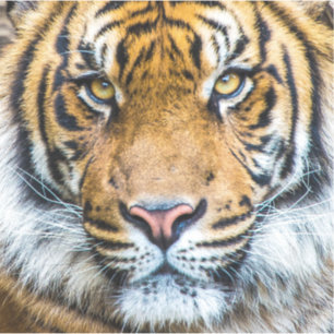 Tiger Face Close Up Sticker