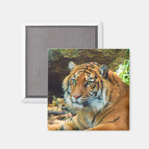 Tiger Face Magnet Magneet