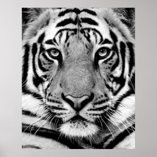 Tiger Face Poster (Voorkant)