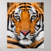 Tiger Face Poster (Voorkant)