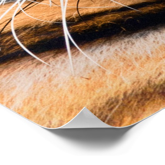 Tiger Face Poster (Hoek)