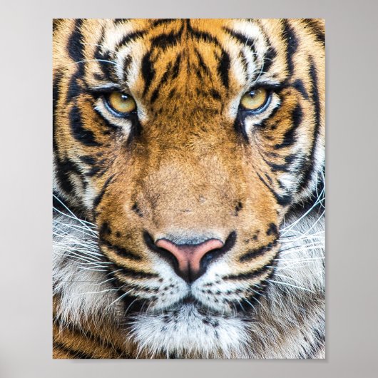 Tiger Face Poster (Voorkant)