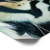 Tiger Face Print (Hoek)