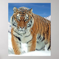 Tiger hiver Nature Photo Monts des neiges Poster