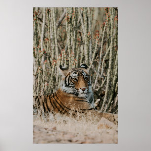 TIGER IN DE WILDE RESTING POSTER