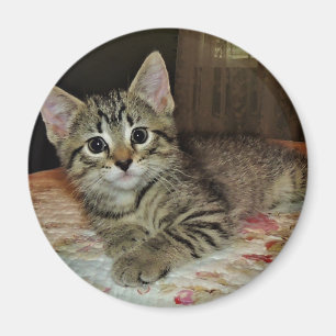  Tiger Kitten Magnet Magneet