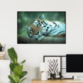 Tiger Laying Poster (Thuiskantoor)