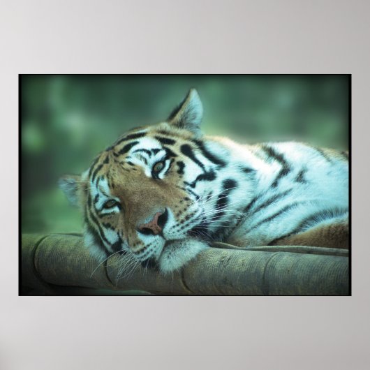 Tiger Laying Poster (Voorkant)