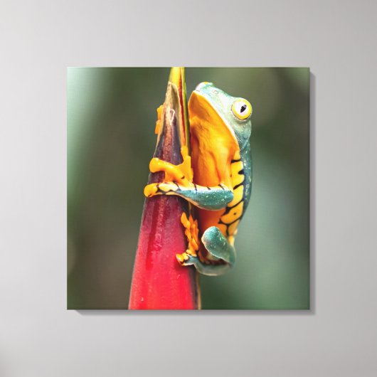 Tiger Legged Monkey Tree Frog Green Sinaasappel Canvas Afdruk (Voorkant)