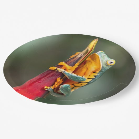 Tiger Legged Monkey Tree Frog Green Sinaasappel Papieren Bordje (Gekanteld)