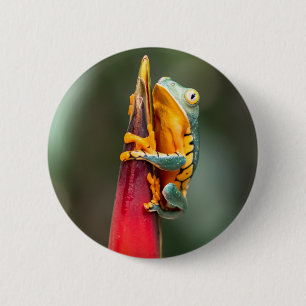 Tiger Legged Monkey Tree Frog Green Sinaasappel Ronde Button 5,7 Cm