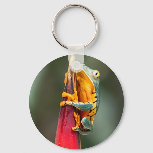 Tiger Legged Monkey Tree Frog Green Sinaasappel Sleutelhanger (Voorkant)