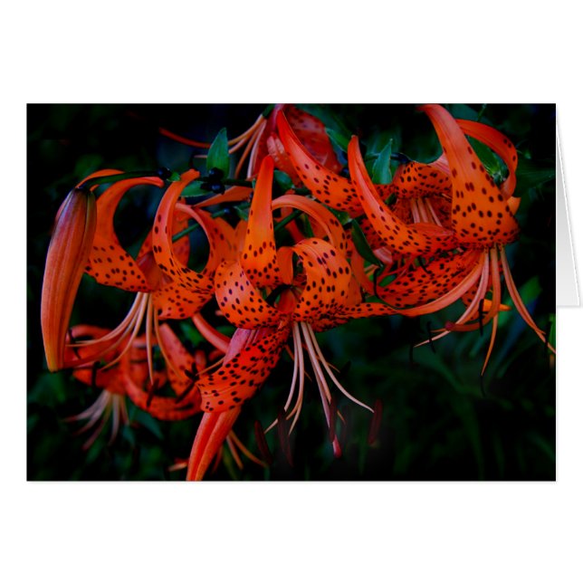 Tiger Lilly (Voorkant Horizontaal)