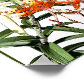Tiger Lilly Poster (Hoek)