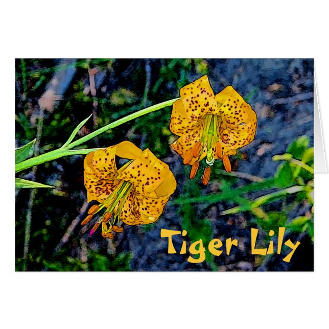 Tiger Lily (Devant horizontal)