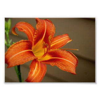 Tiger Lily 5x7 Impression photographique