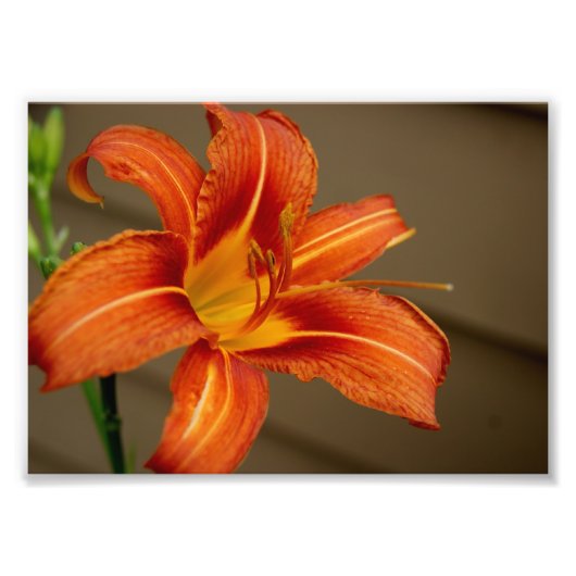 Tiger Lily 5x7 Impression photographique (Devant)