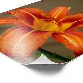 Tiger Lily 5x7 Impression photographique (Coin)