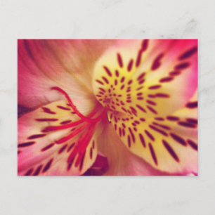 Tiger Lily Briefkaart