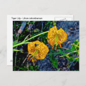 Tiger Lily Briefkaart (Voorkant / Achterkant)