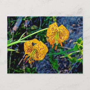 Tiger Lily Briefkaart