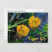 Tiger Lily Briefkaart (Voorkant / Achterkant)