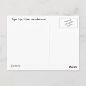 Tiger Lily Briefkaart (Achterkant)