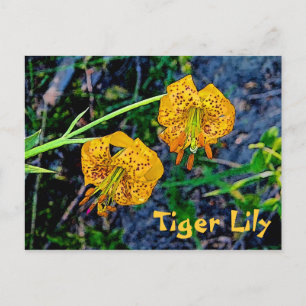 Tiger Lily Briefkaart