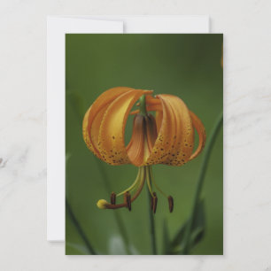 Tiger Lily - Vlak Wenskaart Kaart