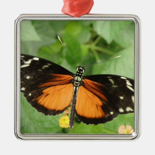 Tiger Longwing Butterfly Ornament (Voorkant)