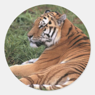 Tiger Lounge dans Stickers Grass