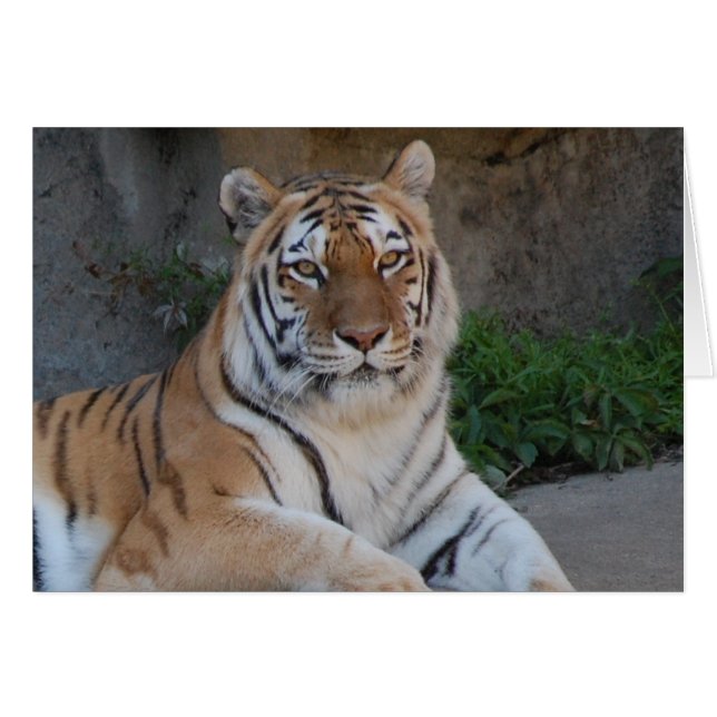 Tiger Love (Voorkant Horizontaal)