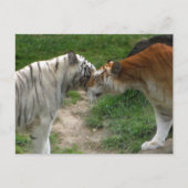 Tiger Love Briefkaart (Voorkant)