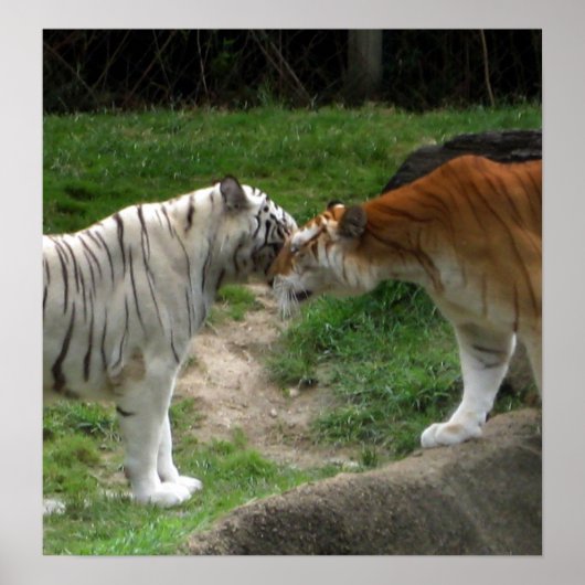 Tiger Love Poster (Voorkant)