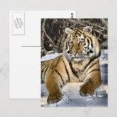 Tiger Lovers Art Gifts Briefkaart (Voorkant / Achterkant)