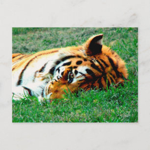 Tiger Lying Down Briefkaart
