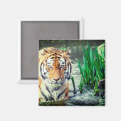Tiger Magnet Magneet (Voorkant / Achterkant)