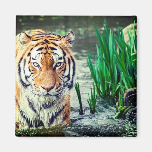 Tiger Magnet Magneet (Voorkant)