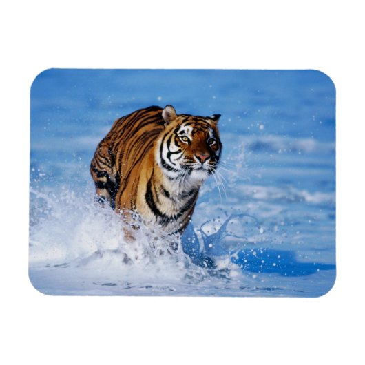 Tiger Magnet Magneet (Horizontaal)