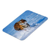 Tiger Magnet Magneet (Linkerzijde)