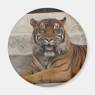 Tiger Magnet Magneet