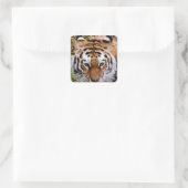 Tiger Markings Stickers (Tas)