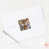 Tiger Markings Stickers (Envelop)