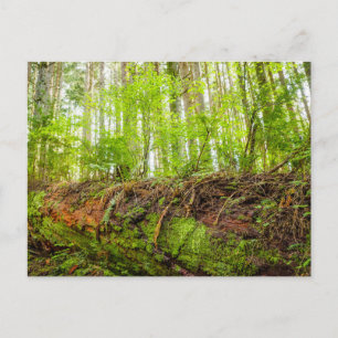 Tiger Mountain   Issaquah, staat Washington Briefkaart