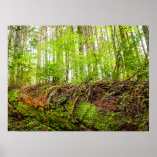 Tiger Mountain Issaquah, staat Washington Poster