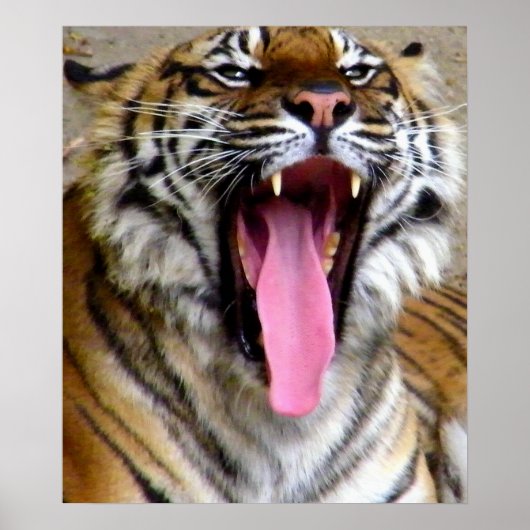Tiger Mouth_ Poster (Voorkant)